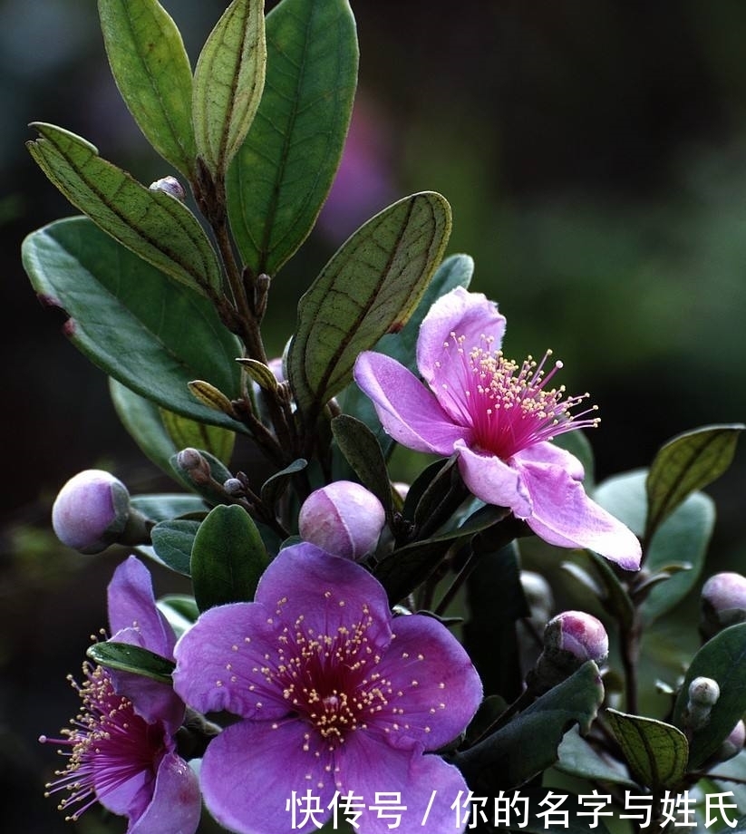 提个醒:在路边遇到这种野果,一定要摘回家,现在了解还不迟