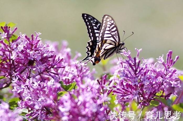 婆婆|“把婆婆当亲妈”的3大生肖女,家庭很和睦,丈夫很幸福