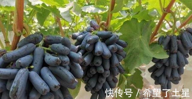 香味|院子里种点果树试试吧,寓意好,果肉软糯奶香味,甜而不腻!