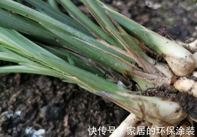 兰花|用细土种植兰花，真的会烂根腐苗吗？兰友：真正的窍门没弄懂