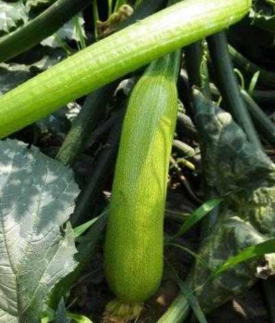 袪皱|女性若爱美，坚持吃四种食物，袪皱淡斑，养胃健脾，营养又健康