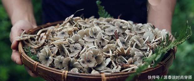 山中珍品,菌中之冠——鸡枞菌,在晴天雨后来一场邂逅!