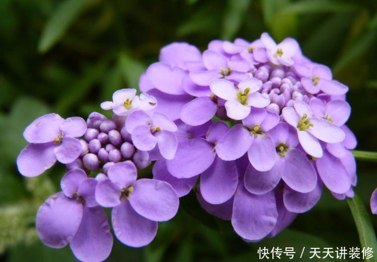 几款花卉,花朵小巧玲珑,幽香暗淡,花型圆滚惹人爱