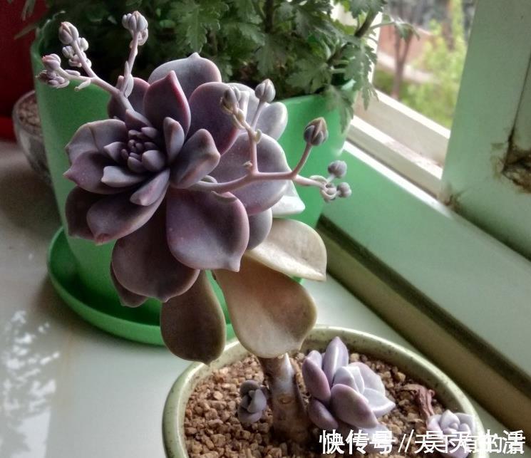 徒长|有1片叶子就能活的紫乐,夏季盆栽,注意3点才叶子肥美