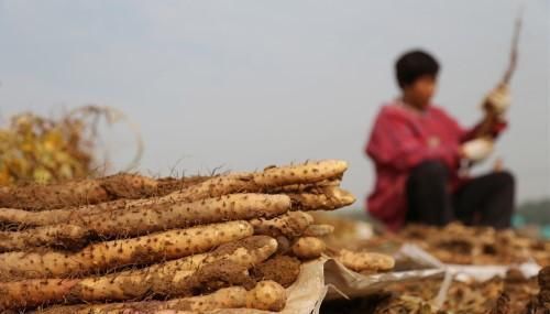 胃炎|天然的“养胃王”,常吃给肠胃“减减压”,胃炎,胃溃疡不近身