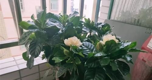 营养液|什么营养液也不如这种神仙水,半月浇一勺,养什么花都长势旺