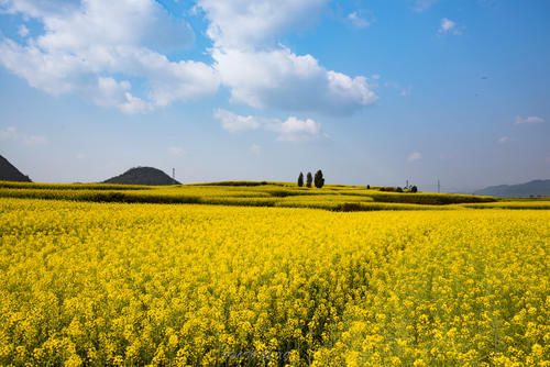 中国最早的油菜花海已盛开，还上了《中国国家地理》杂志，免门票