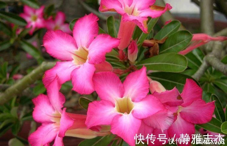 沙漠玫瑰|4种花号称贵族花,尊贵大气,开花时如梦如幻