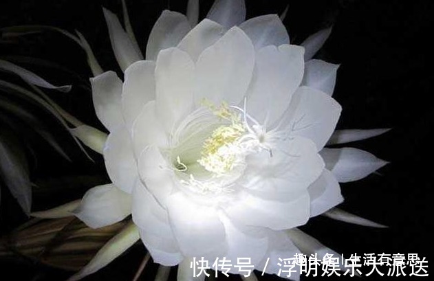 关键|令箭荷花和昙花，不能这么种，这是关键，犯了不如不种！