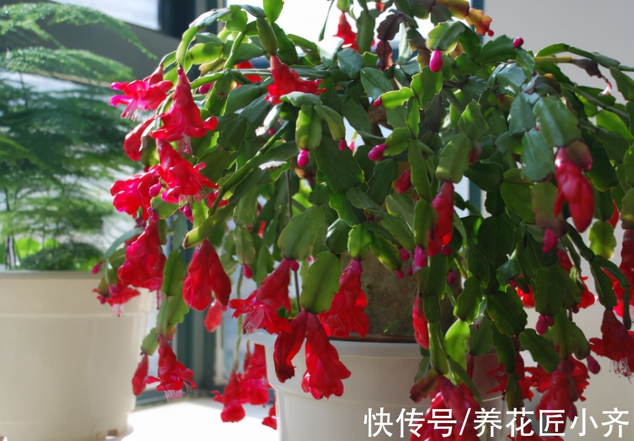 买到带花蟹爪兰，“换盆、假植、套盆”三种操作，只有一种是对的