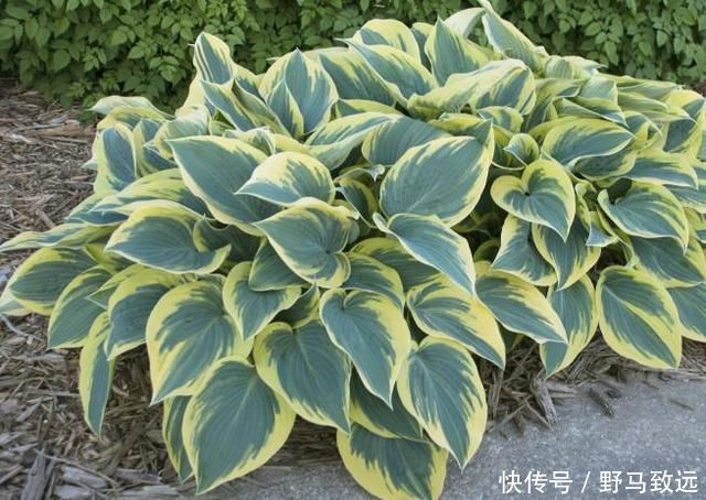 家里花草容易“干尖”4个原因要知道,用3个方法能预防