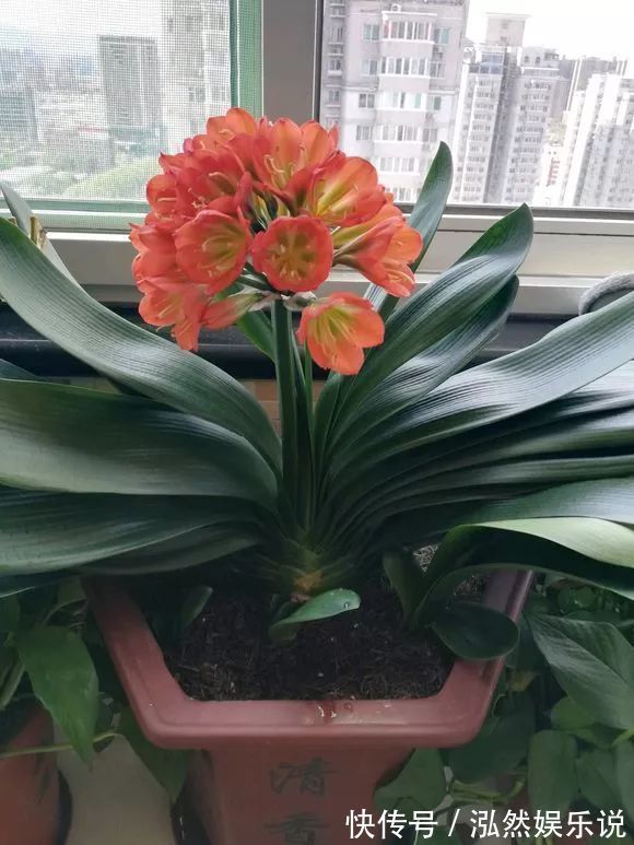 发芽|君子兰还在买种子丢盆里就发芽,一次播种30盆,很快变大户!