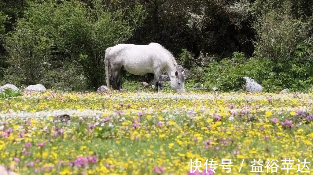 雪山|木格措花海开了，到康定情歌木格措花海，和雪山花海来一次约会