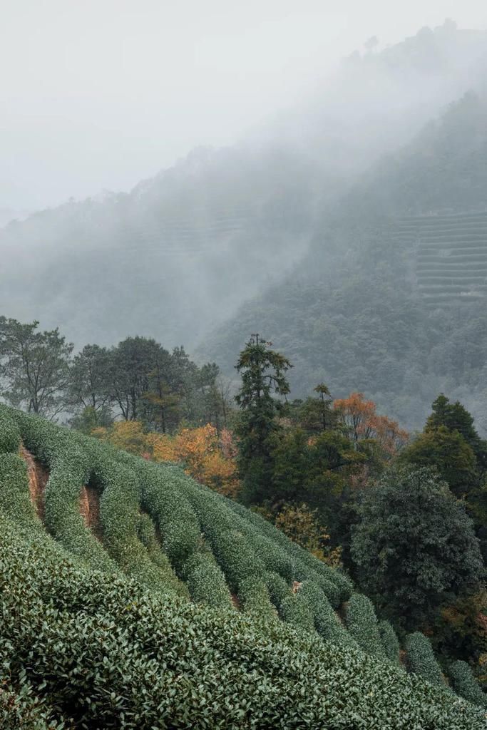 一壶清茶，一抹斜阳，隐匿于西湖深处的桃花源，我想，我找到了！