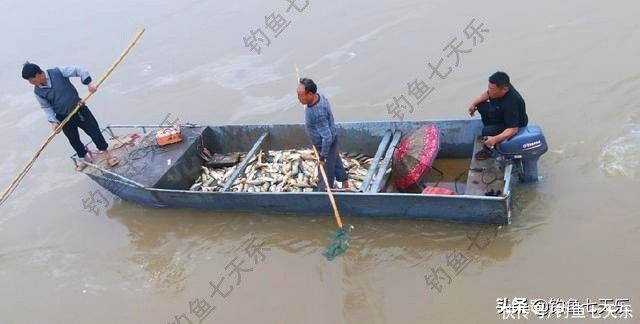 黄河无鱼之殇，电鱼者破坏力太大！千人钓鱼，抵不上电船扫一趟