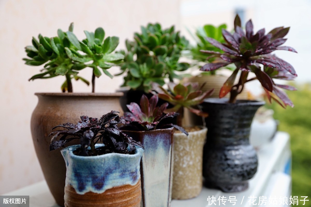 养花|花卉绿植如何才能长得茂盛?几个养花小妙招,简单又实用