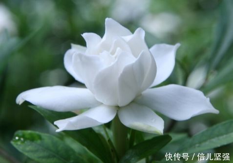 4种花是爆盆能手,开起花来拦不住,太好养给点水就疯长