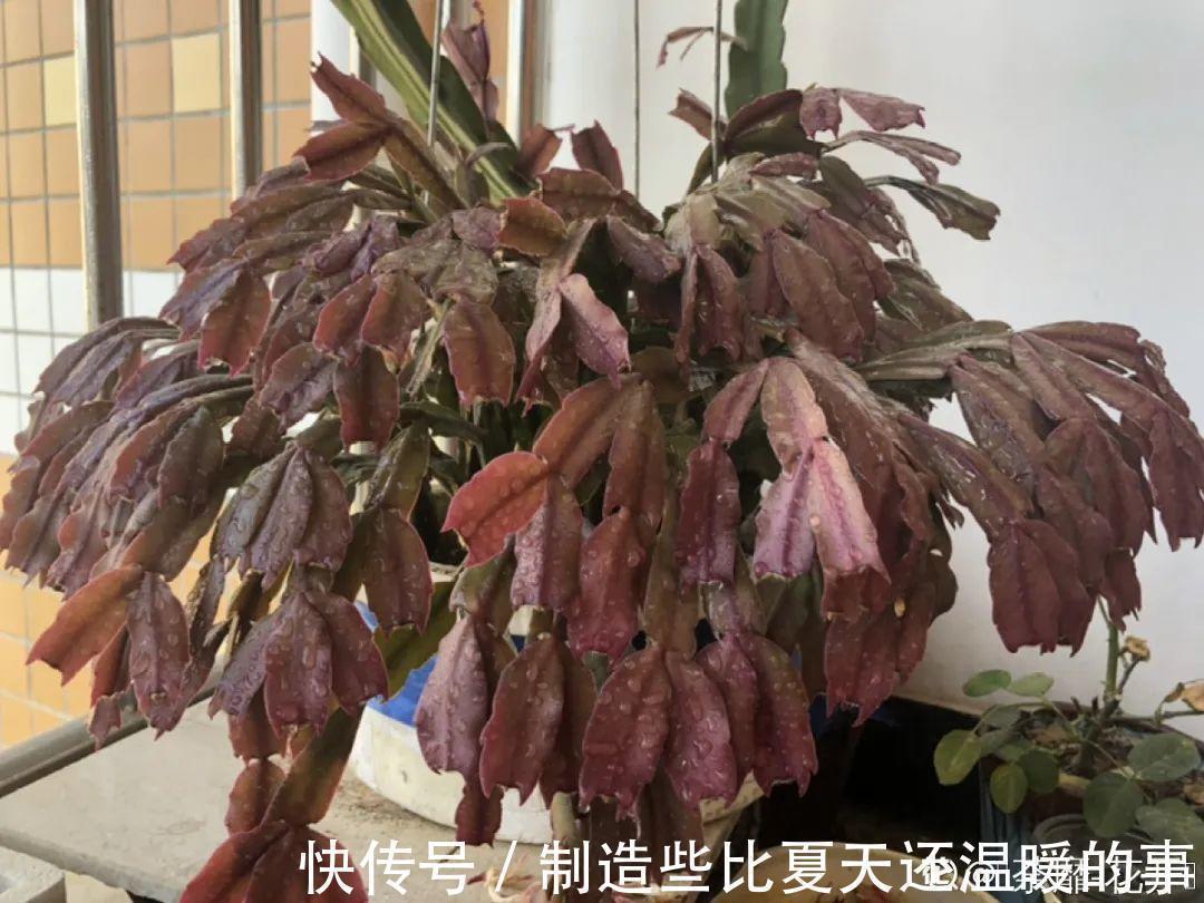 要点|养护蟹爪兰,要注意8个要点,才能开出仙气飘飘花