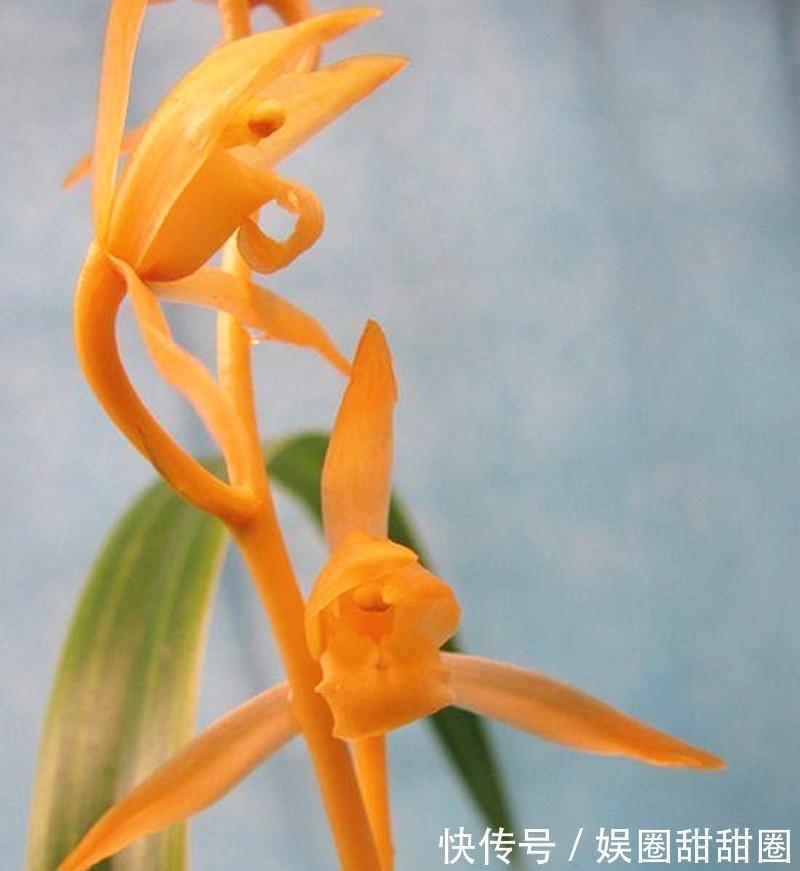 11月,此兰不养亏大了,通体金黄,芳香四溢,被誉为云南“仙草”
