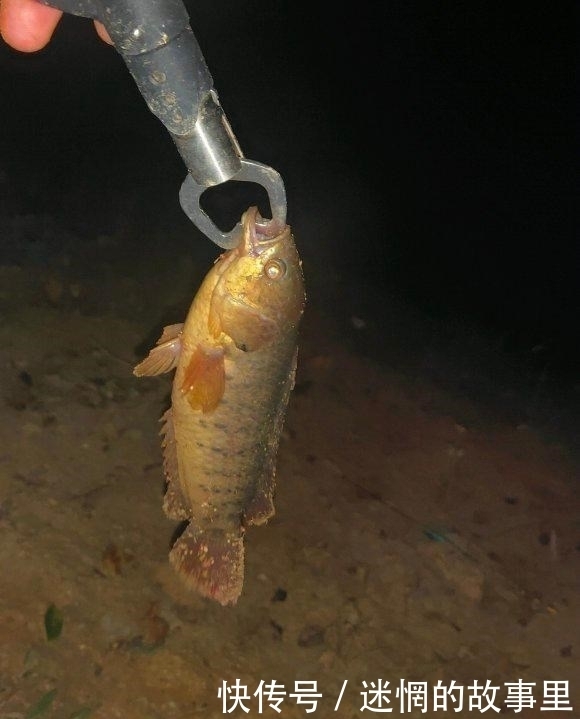 钓鱼|过山鲫泛滥?广西钓友河道钓鱼,两小时钓了几十条过山鲫