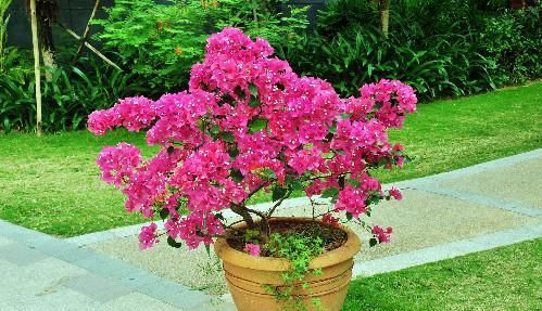 三角梅的养护方法太多了 能开花就是好方法 粉紫色 三角梅的养护方法太多了 能开花就是好方法 粉紫色