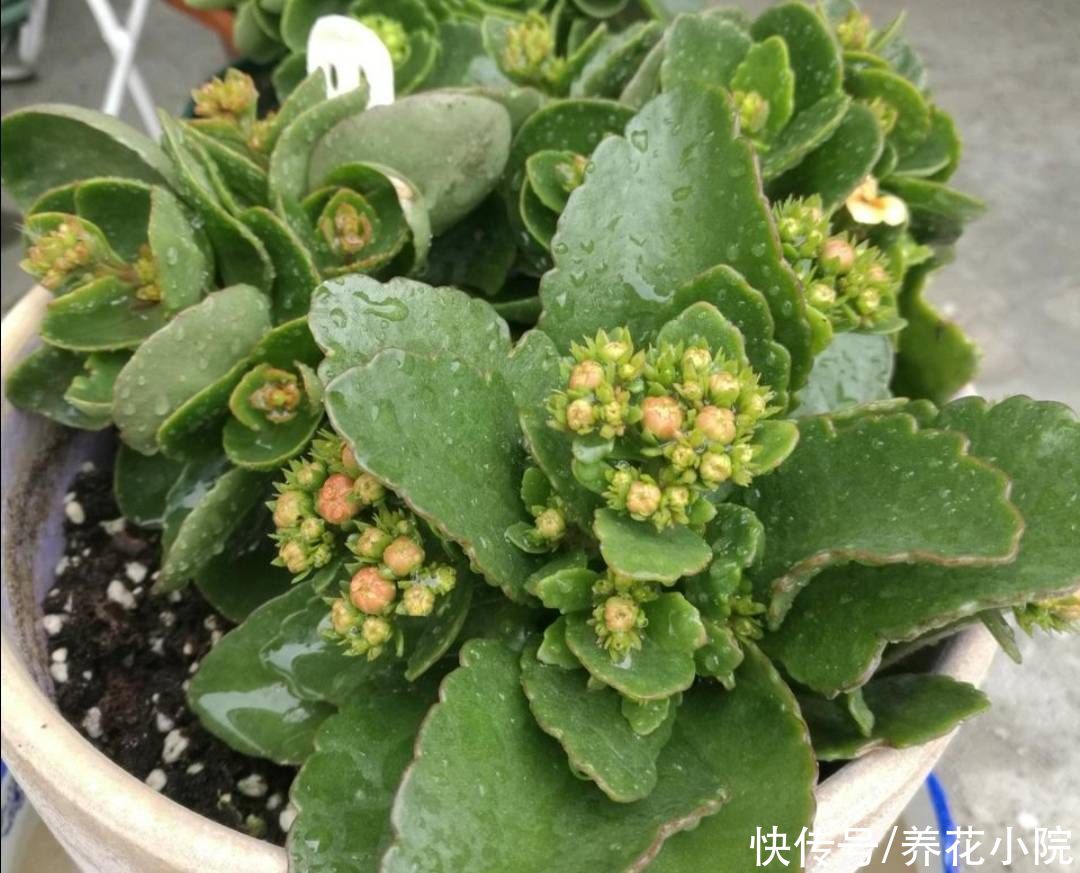 秋天|天气转凉,入手5种花,养一段时间就能长满花苞