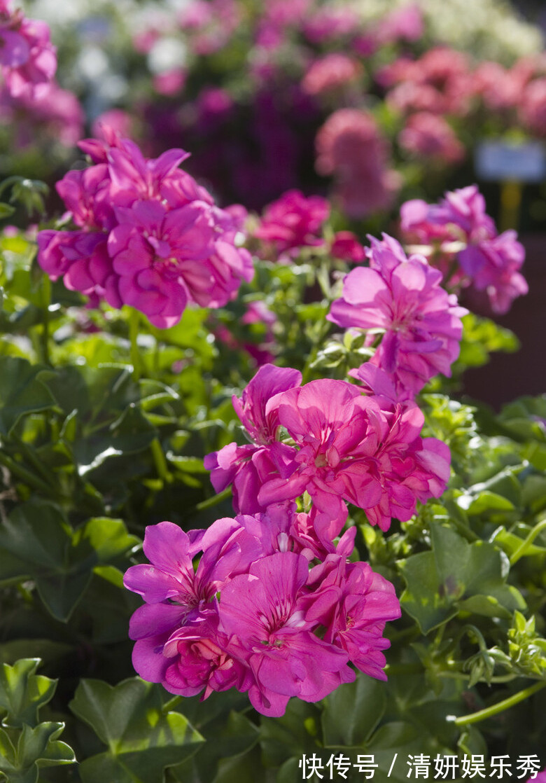 蚊虫|邻居的院子夏日几乎没“蚊虫”，原来是因为养了3种花，我也要养