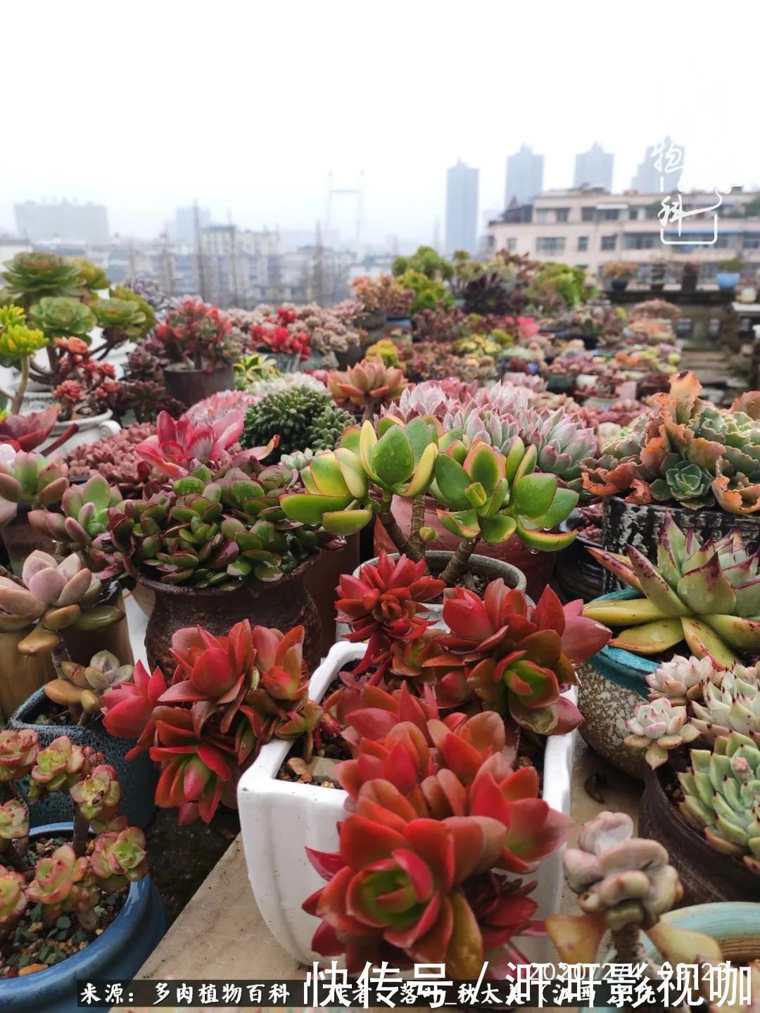 长势|为提升免疫力而养多肉植物,养肉后,体弱的我身体越来越好!