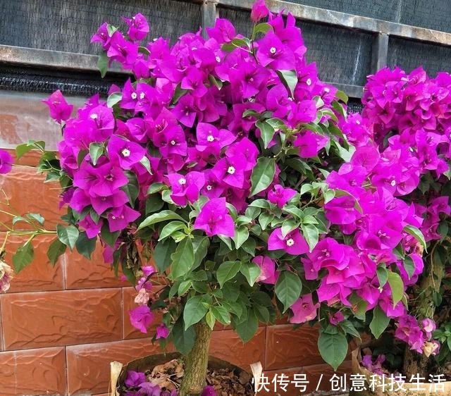 家中养三角梅,做到“1个多2个少”,长成花棚,开花一大片!