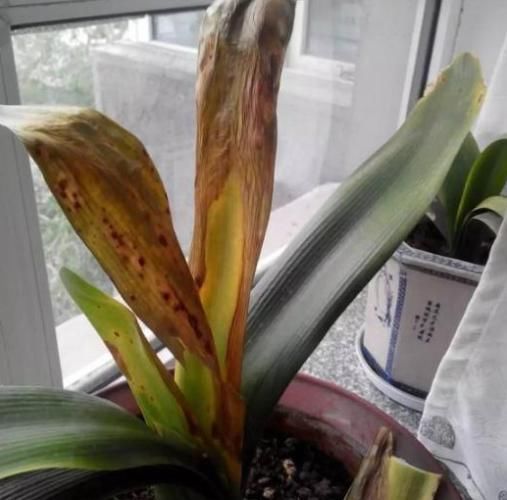 她把君子兰的叶子全都剪光光了,没想到君子兰越长越好