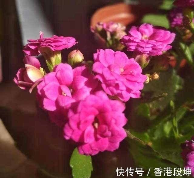 气温|长寿花花苞迟迟打不开,主要是3个方面原因,看看你有没有做错