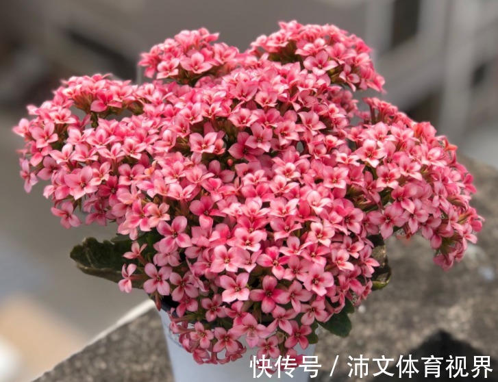 养长寿花有“5大忌”,新手养不好,关键就在这里