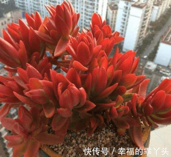 喜欢多肉推荐你养这4款,随便一养就出状态,颜值高真迷人