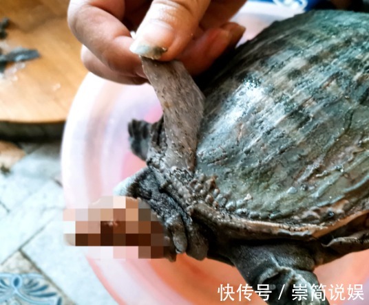 下饭|甲鱼怎么杀具体怎么做才好吃牢记“3招”，甲鱼香浓又下饭