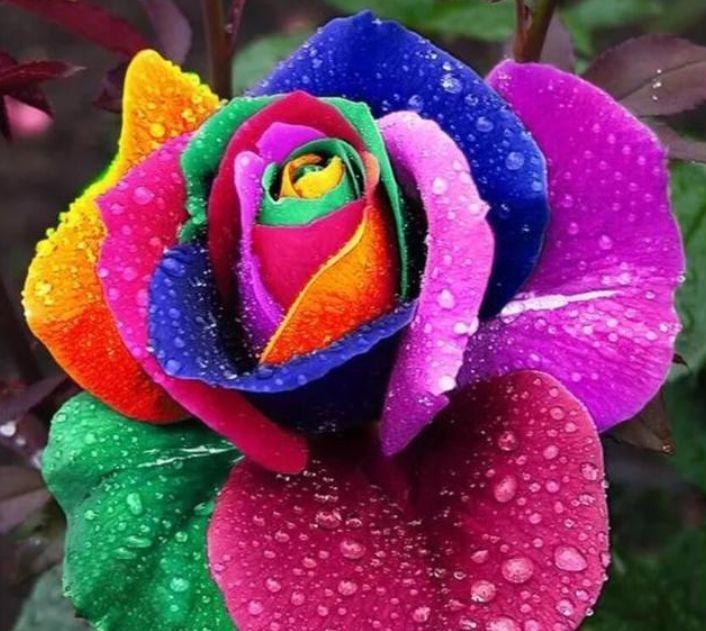 家里阳台就养这些花朵,超好养,开花就爆盆,花大色艳,开花超美