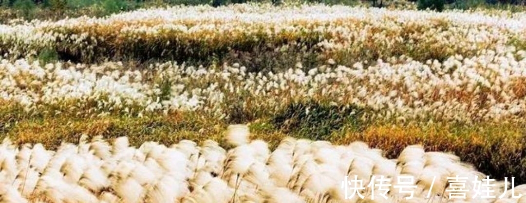 下联@野渡征联:月荡荻花登柳岸,征对下联