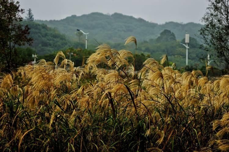 江滨|城中“沙家浜”江滨芦苇荡