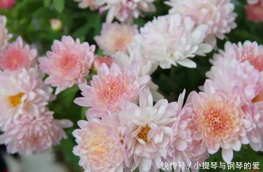 名流|4种花好养又漂亮,一年四季花开不停,开花量大,花开枝繁叶茂