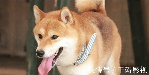 何炅|《向往5》6.8分收官,五季以来最低,节目还有办下去的必要吗