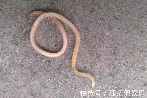 宝宝|孩子晚上睡觉有这几种情况,说明肚子里有虫子了,爸妈要注意