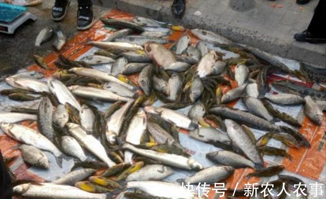 广东俩男子野钓爆护,直接在马路边摆摊叫卖,引来众人纷纷围观