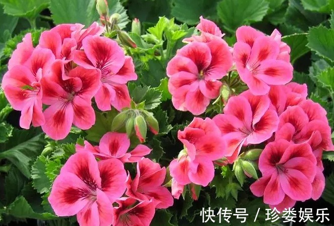 生活中五颜六色的花卉,花期还很长,不仅好养活看着还很开心