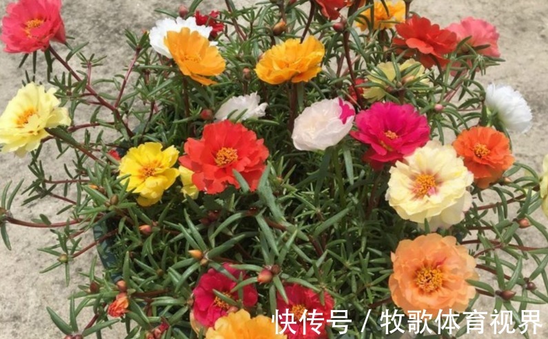 养这4种花不要太勤快，“懒养”更好活，值得新手尝试