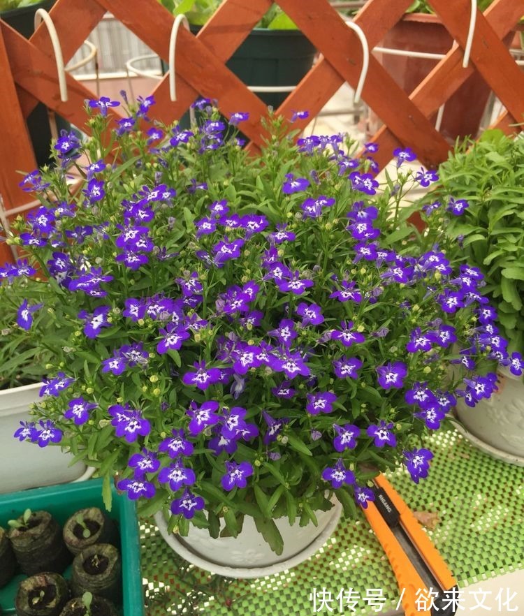 半蔓性|“珍稀菊花”胭脂红,花团锦簇,淡雅秀丽,庭院养花必备