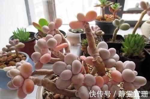 爆盆|家里养多肉,掌握几个要点,肉嘟嘟真好看,新手也能养爆盆