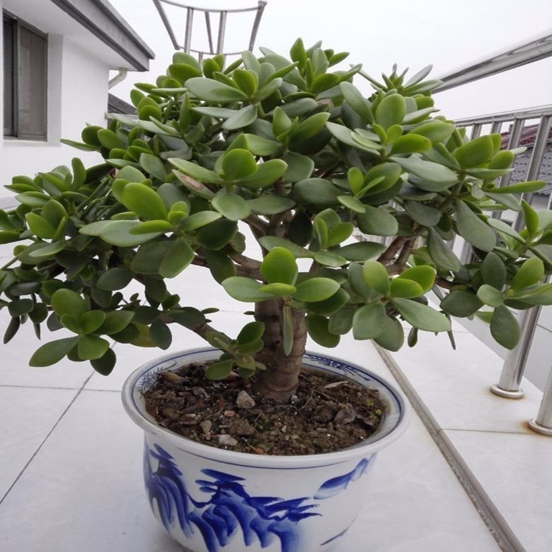 几种''萌神级''多肉,让你爱不释手,很适合养在家里