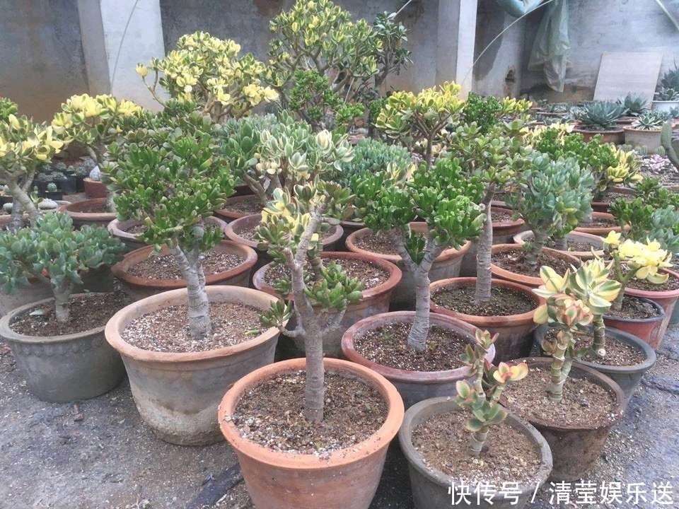 光头|10月玉树“剪光头”,20天冒出“一堆”新芽,变成老桩超漂亮