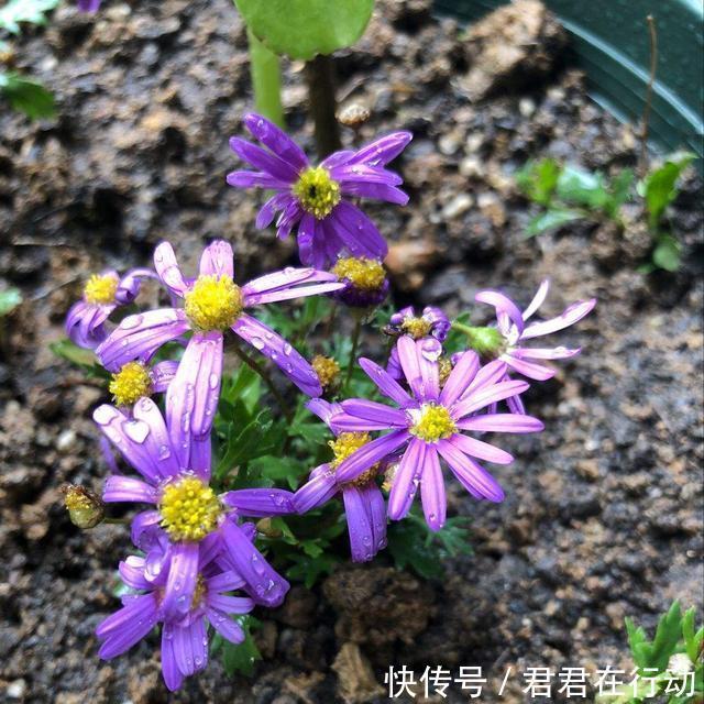 所有紫色花的名字和图片