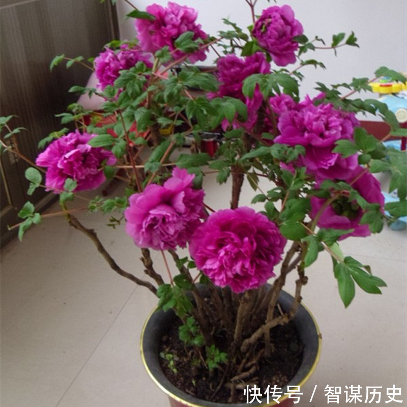 建议大家不管院子多大,种上5种花卉,香飘满园,全村最有面