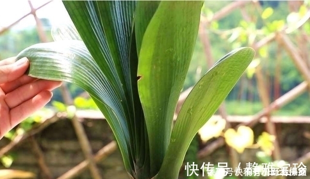叶芯|想要君子兰多发芽，避开“三种水”，当月催出花箭，绽放层叠群兰